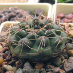 Gymnocalycium rosae GN1029/3613 