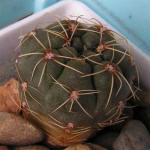 Gymnocalycium rosae GN 745/2167