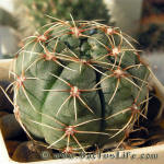 Gymnocalycium rosae GN 745/2167