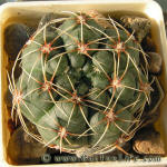 Gymnocalycium rosae GN 745/2167