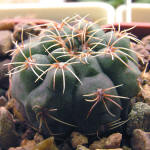 Gymnocalycium rosae GN 745/2167