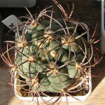 Gymnocalycium Saglione