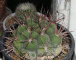 Gymnocalycium Saglione