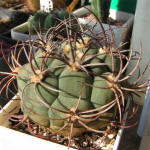 Gymnocalycium Saglione