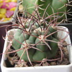 Gymnocalycium saglione v. longispinum