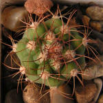 Gymnocalycium saglionis GN99-1004-3492