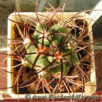 Gymnocalycium saglionis VG05-202