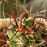 Gymnocalycium saglionis VG05-202