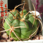 Gymnocalycium schuetzianum