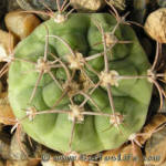 Gymnocalycium schuetzianum FR430