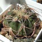 Gymnocalycium spegazzinii var. punillense VS79