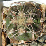 Gymnocalycium spegazzinii var. punillense VS79