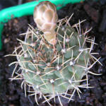 Gymnocalycium stellatum