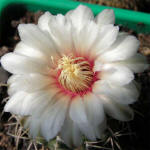 Gymnocalycium stellatum