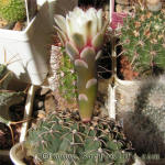 Gymnocalycium stellatum