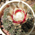 Gymnocalycium stellatum