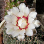 Gymnocalycium stellatum 