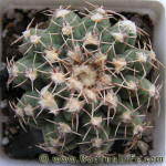 Gymnocalycium stellatum P202