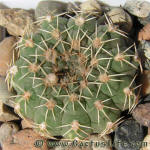 Gymnocalycium stellatum albispinum