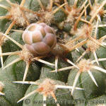 Gymnocalycium stellatum albispinum