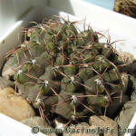 Gymnocalycium stellatum nigrispinum