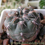 Gymnocalycium taningaense var. lukasikii LB326