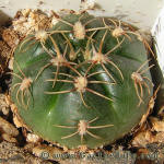 Gymnocalycium uruguayense Gf491