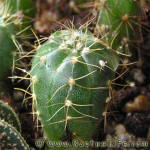 Gymnocalycium uruguayense MM191