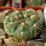 Gymnocalycium uruguayense MM423