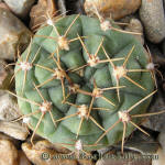 Gymnocalycium uruguayense MM423