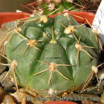 Gymnocalycium uruguayense MM423