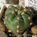 Gymnocalycium uruguayense v. roseiflorum LB655