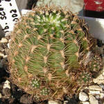 Lobivia schieliana