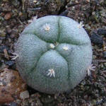 Lophophora williamsii