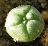 Lophophora williamsii