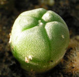 Lophophora williamsii