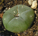 Lophophora williamsii