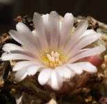 Lophophora williamsii