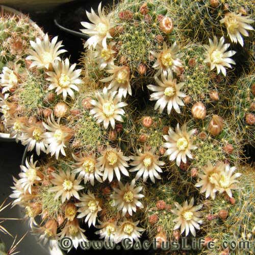 Mammillaria Wildii