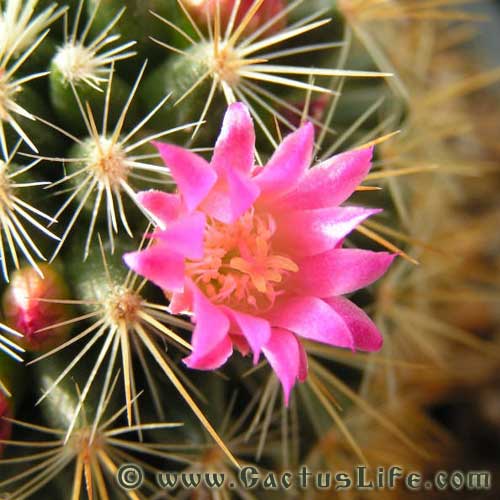 Mammillaria rekoi ssp. aureispina