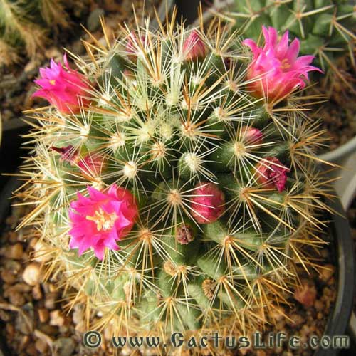 Mammillaria rekoi ssp. aureispina