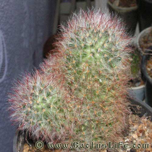 Mammillaria Bocasana