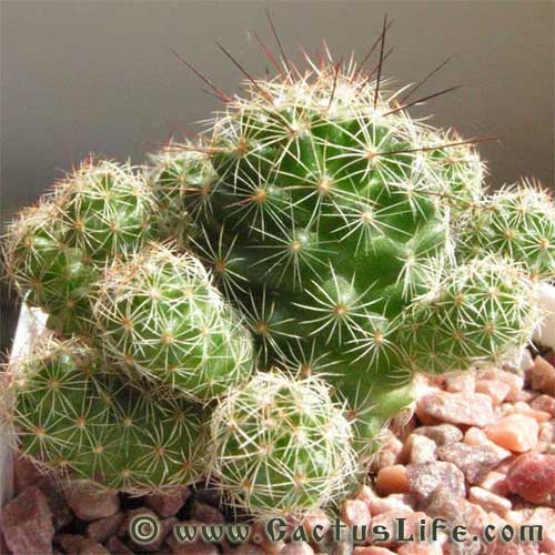 Mammilaria Gracilis