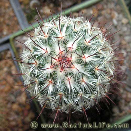 Mammillaria Microhelia 