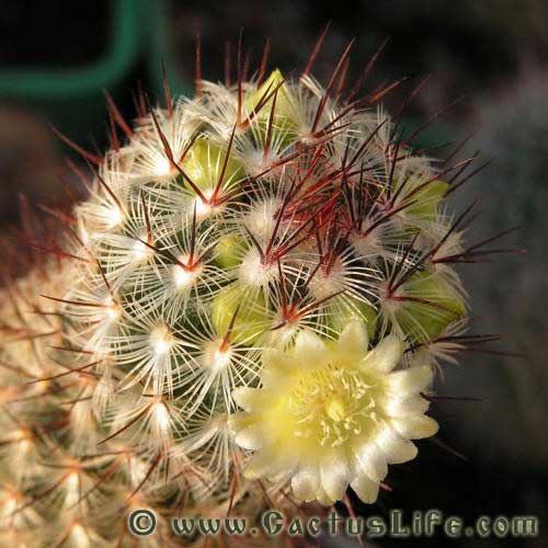 Mammillaria Microhelia 