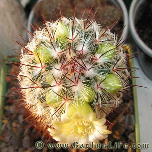 Mammillaria Microhelia 