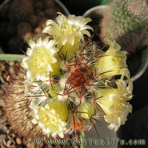 Mammillaria Microhelia 