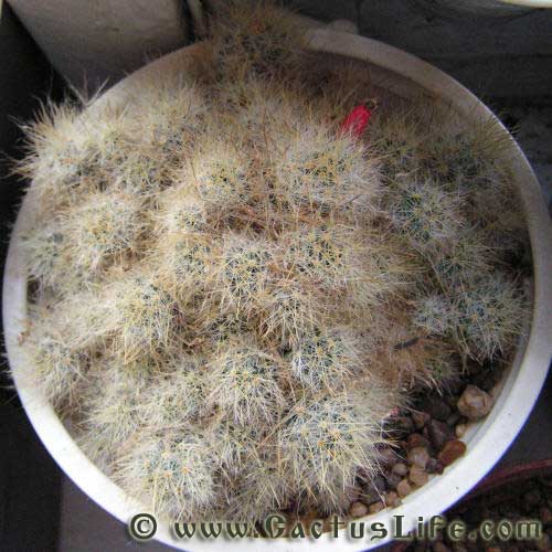 Mammillaria Prolifera