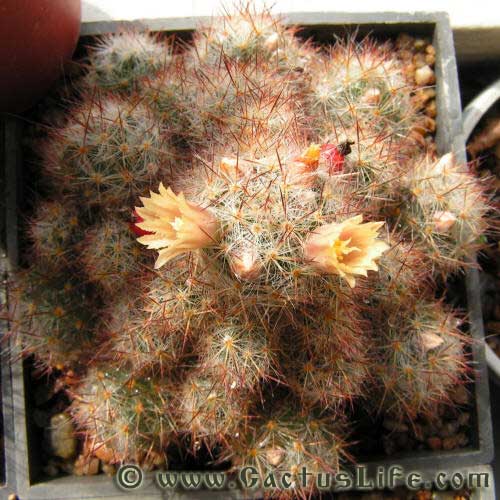 Mammillaria Prolifera