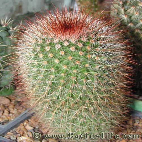 Mammillaria Spinosissima